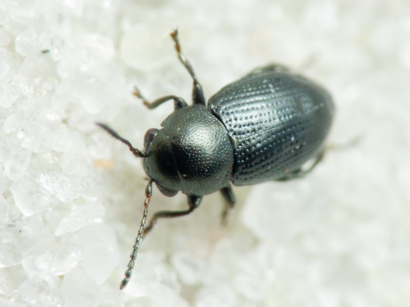 Chaetocnema compressa (Letzner, 1846)